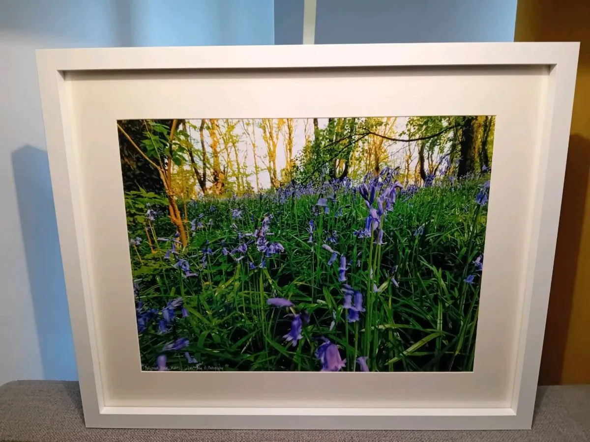 Ballyannon Woods - Image 1