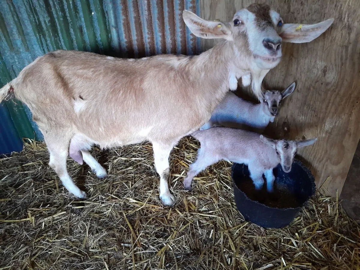 Toggenburg Nanny & 2 Kids