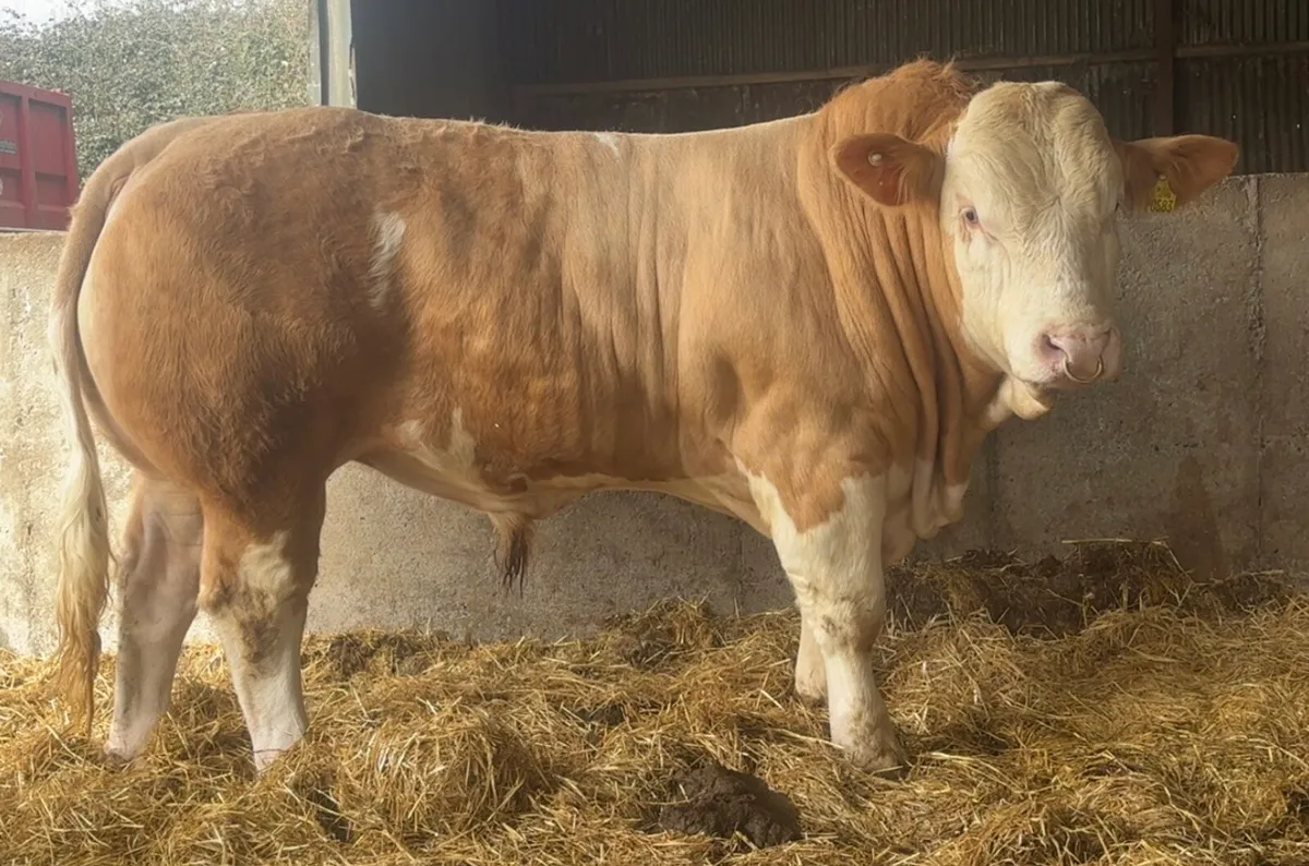 🏆Super Simmental bull🏆 - Image 1