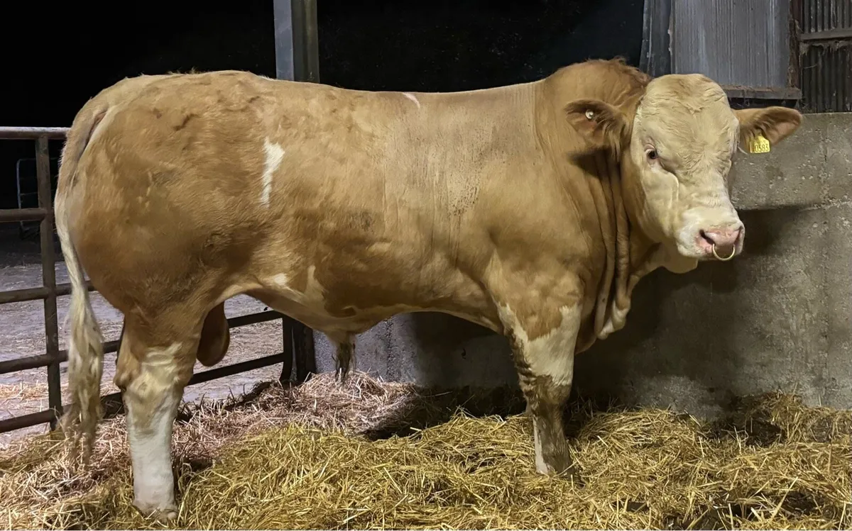 🏆Super Simmental bull🏆 - Image 2