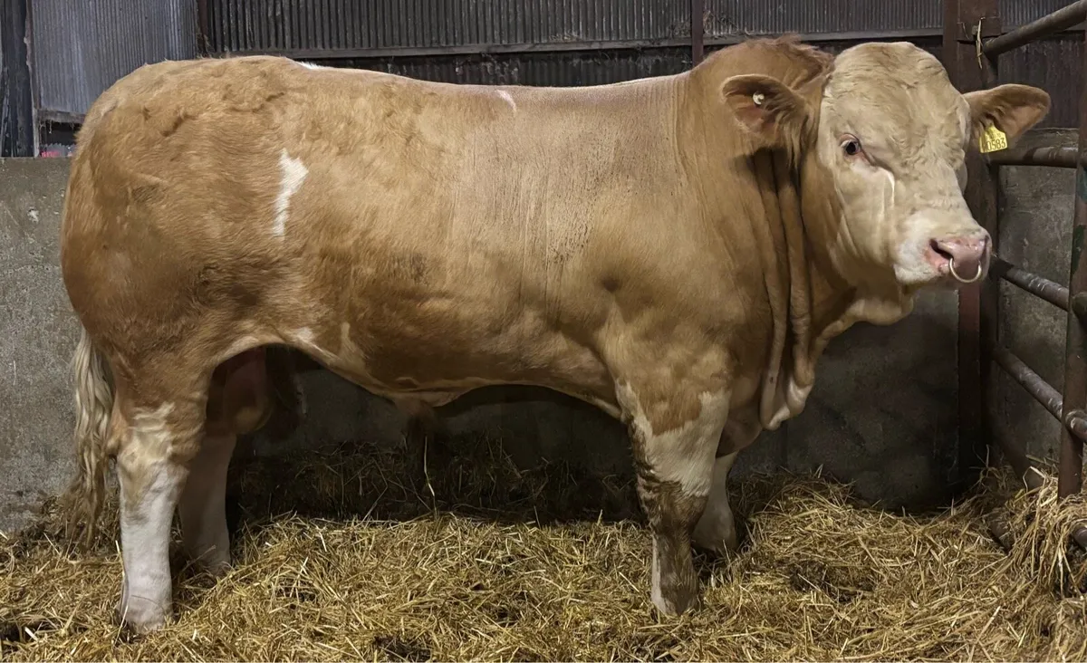 🏆Super Simmental bull🏆 - Image 3