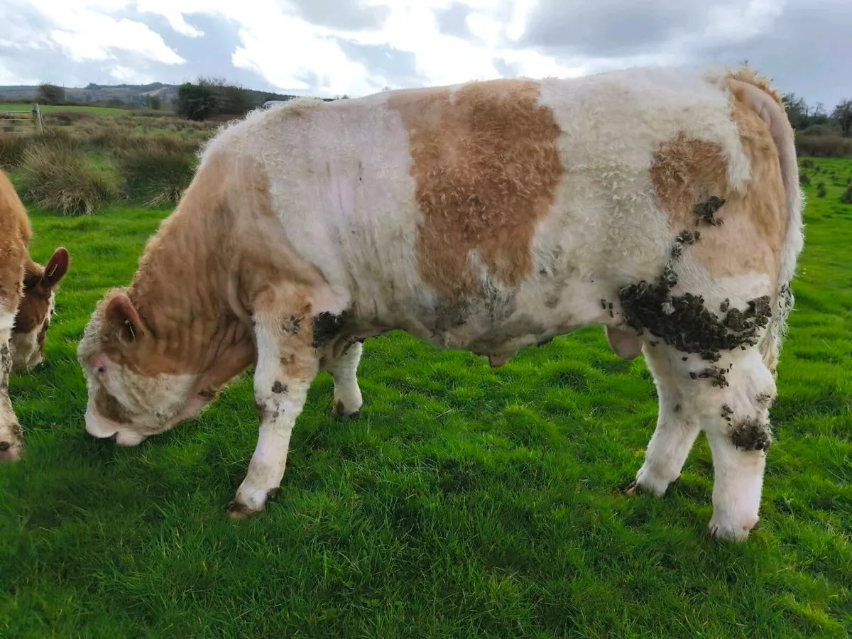 Pedigree Simmental Bulls - Image 1