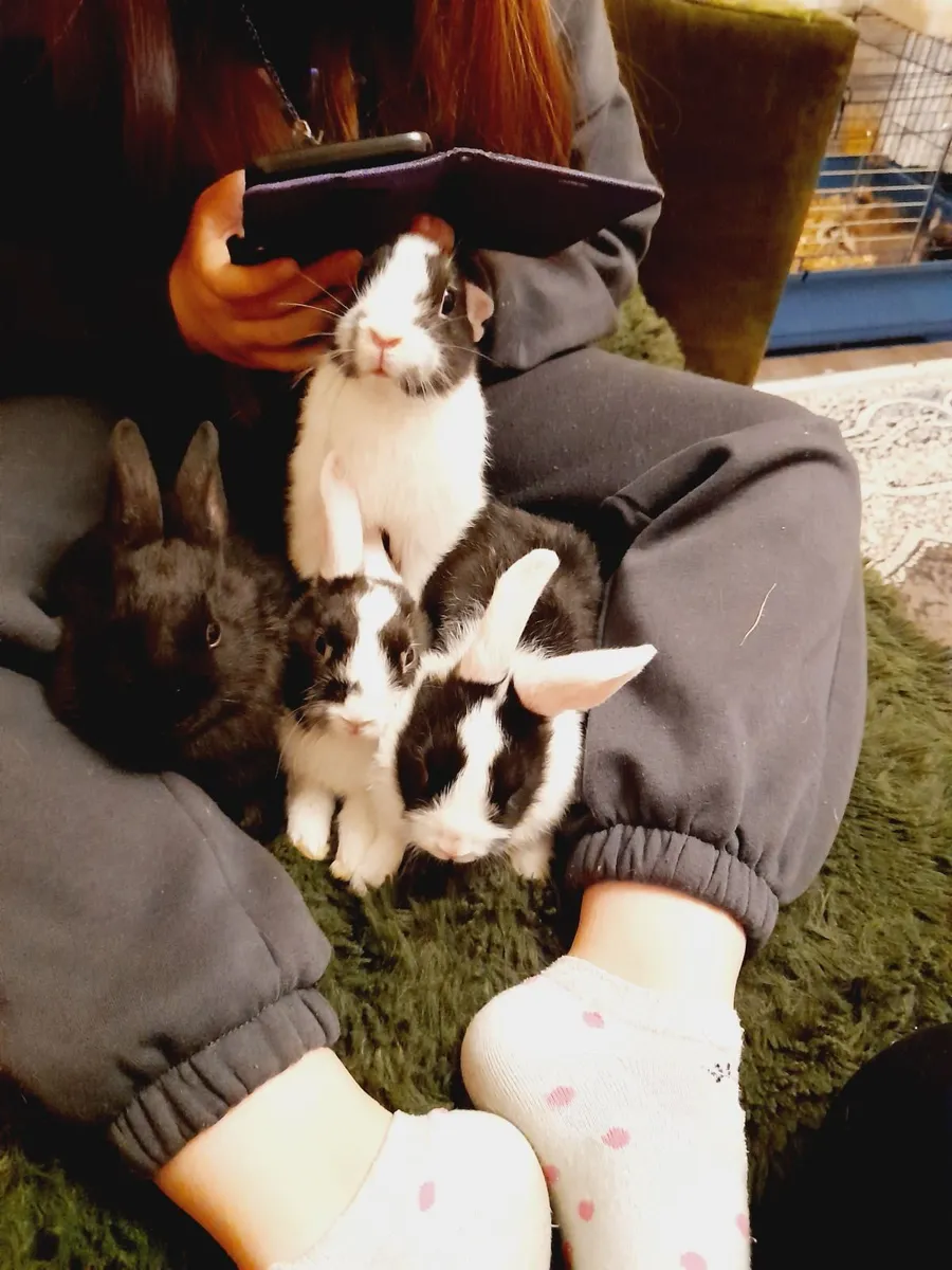 Rabbits - Image 1