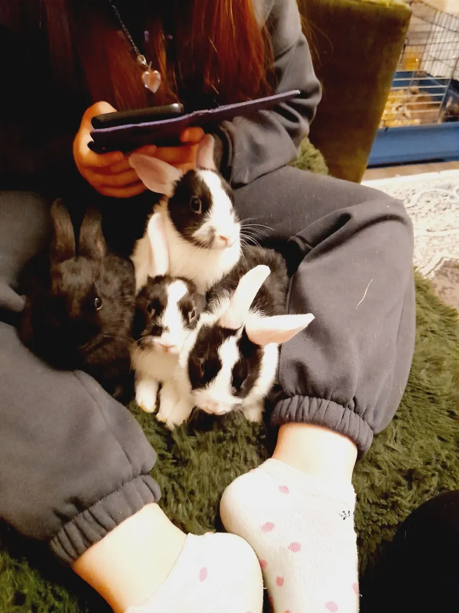 Rabbits - Image 4
