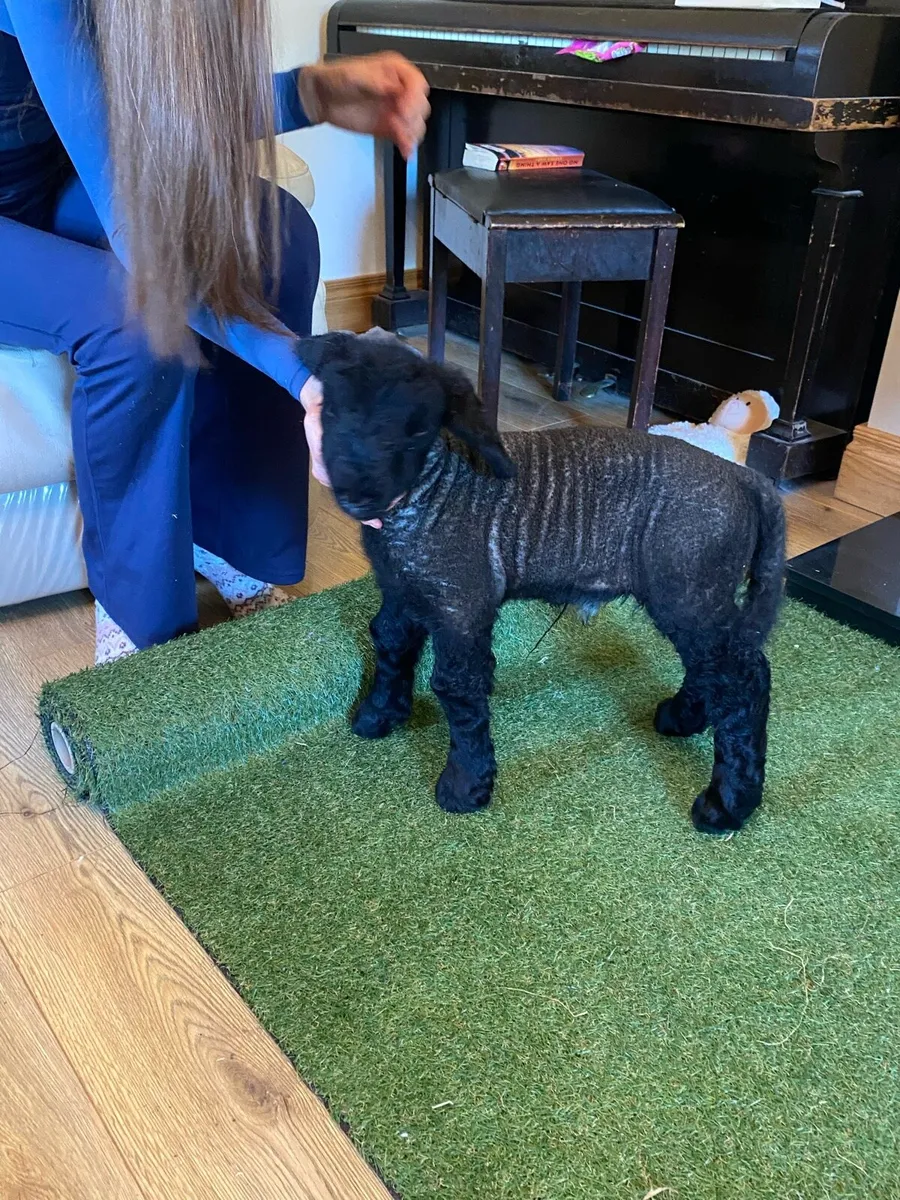 PEDIGREE SUFFOLK PET FOSTER EWE LAMB - Image 3