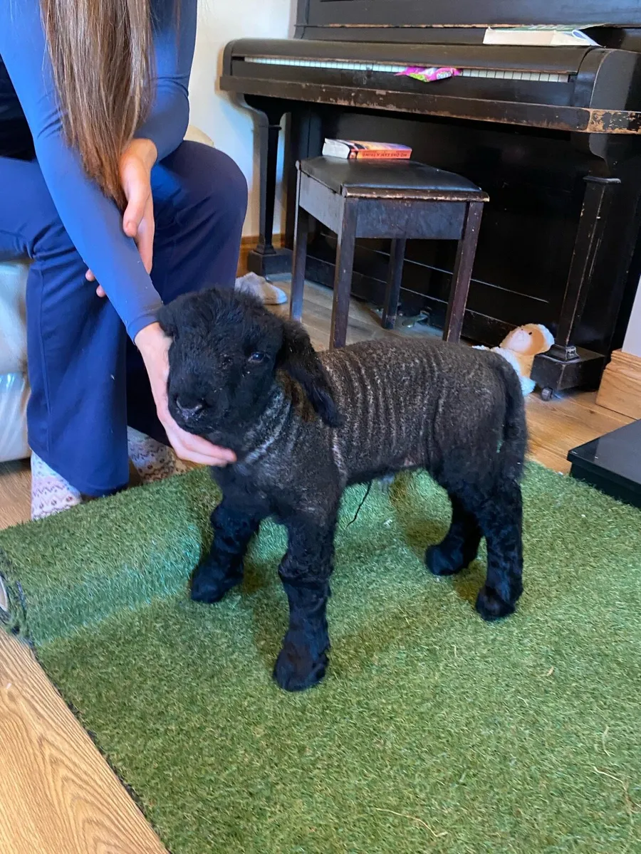 PEDIGREE SUFFOLK PET FOSTER EWE LAMB - Image 1