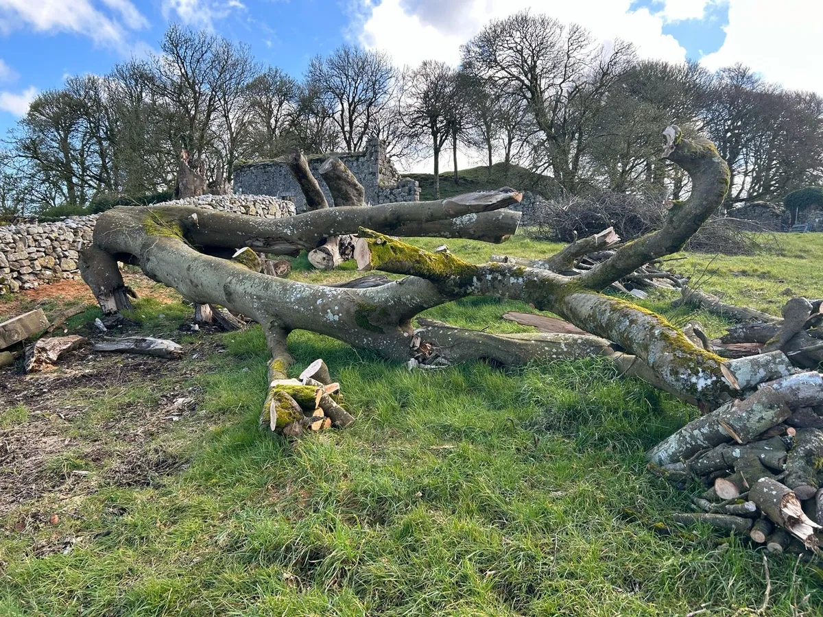 Beech Tree For Sale - Image 1