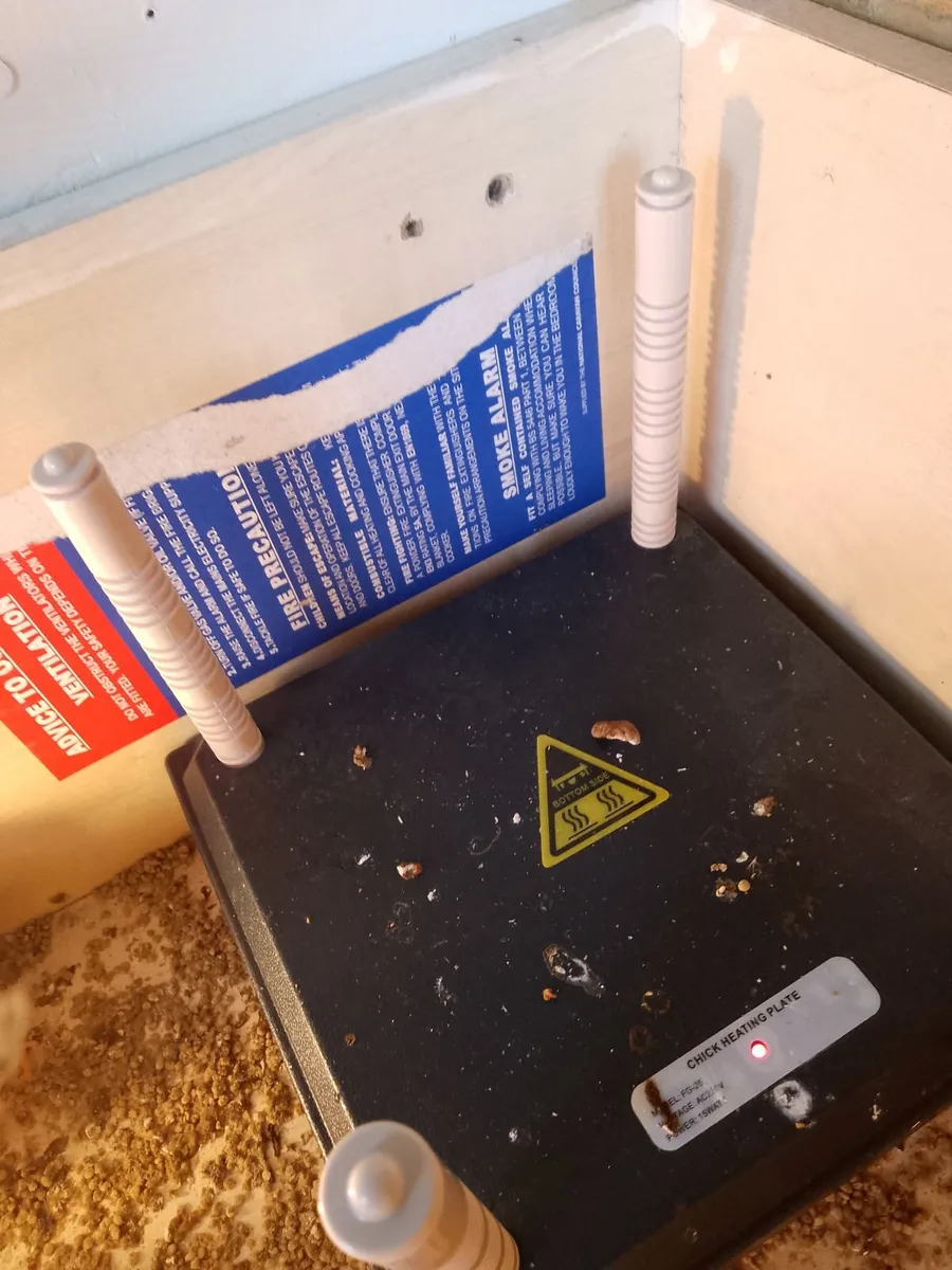 Chickens and incubator - Image 3