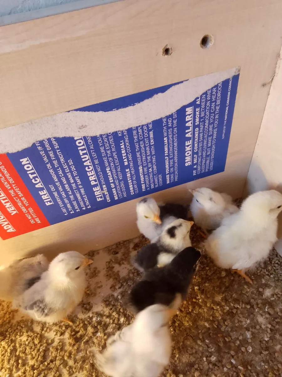 Chickens and incubator - Image 4