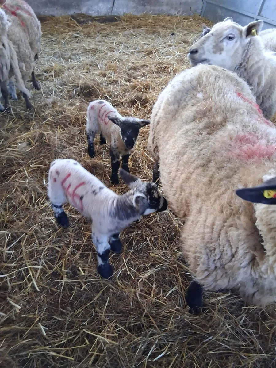Foster lambs