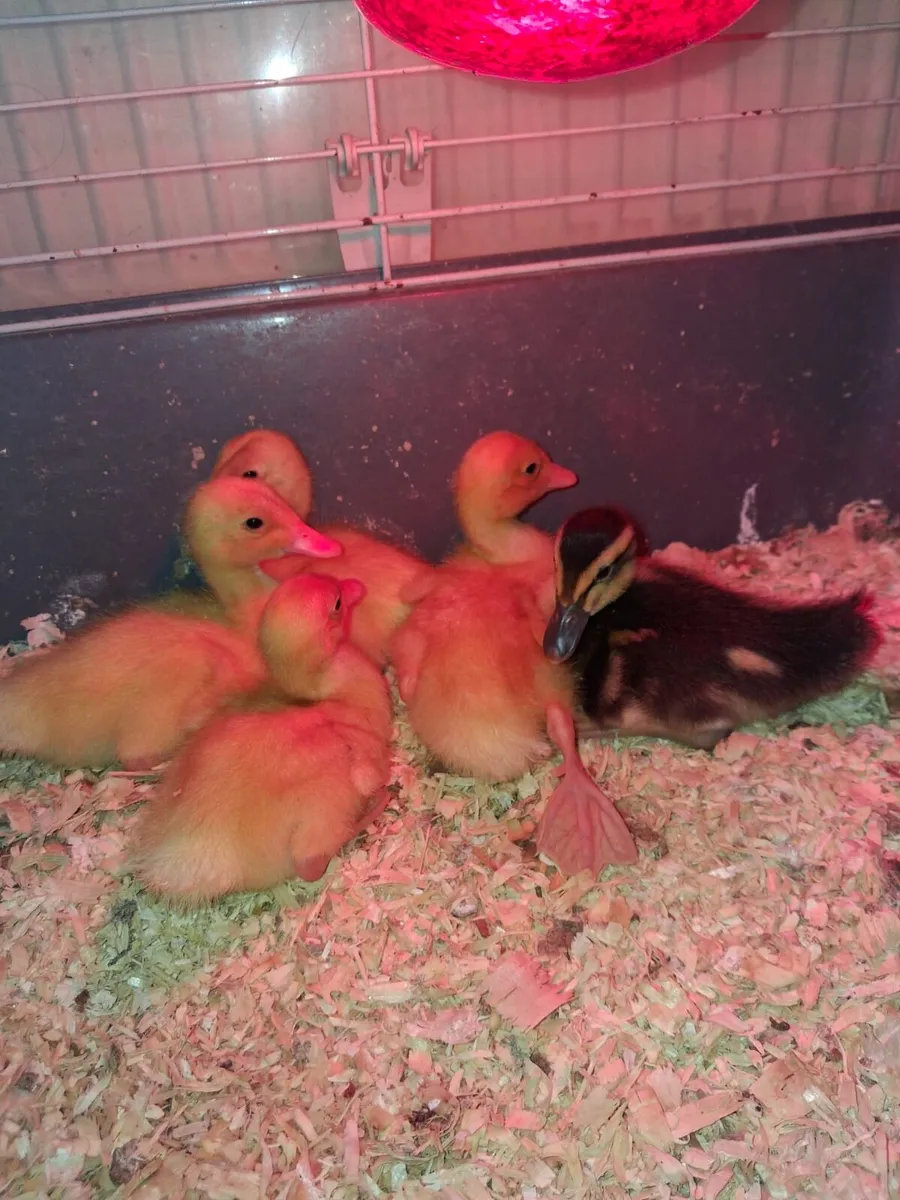 Runner ducks - Image 1