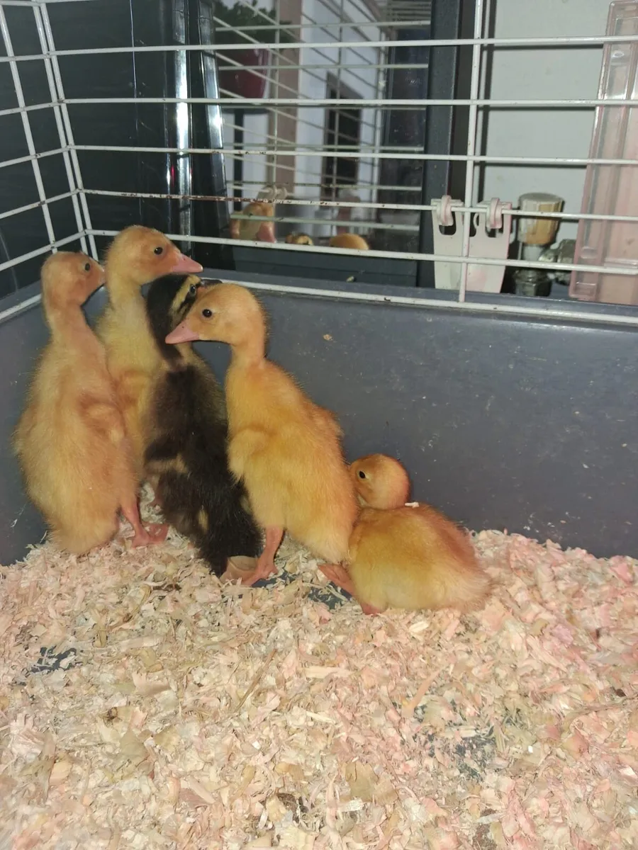 Runner ducks - Image 2