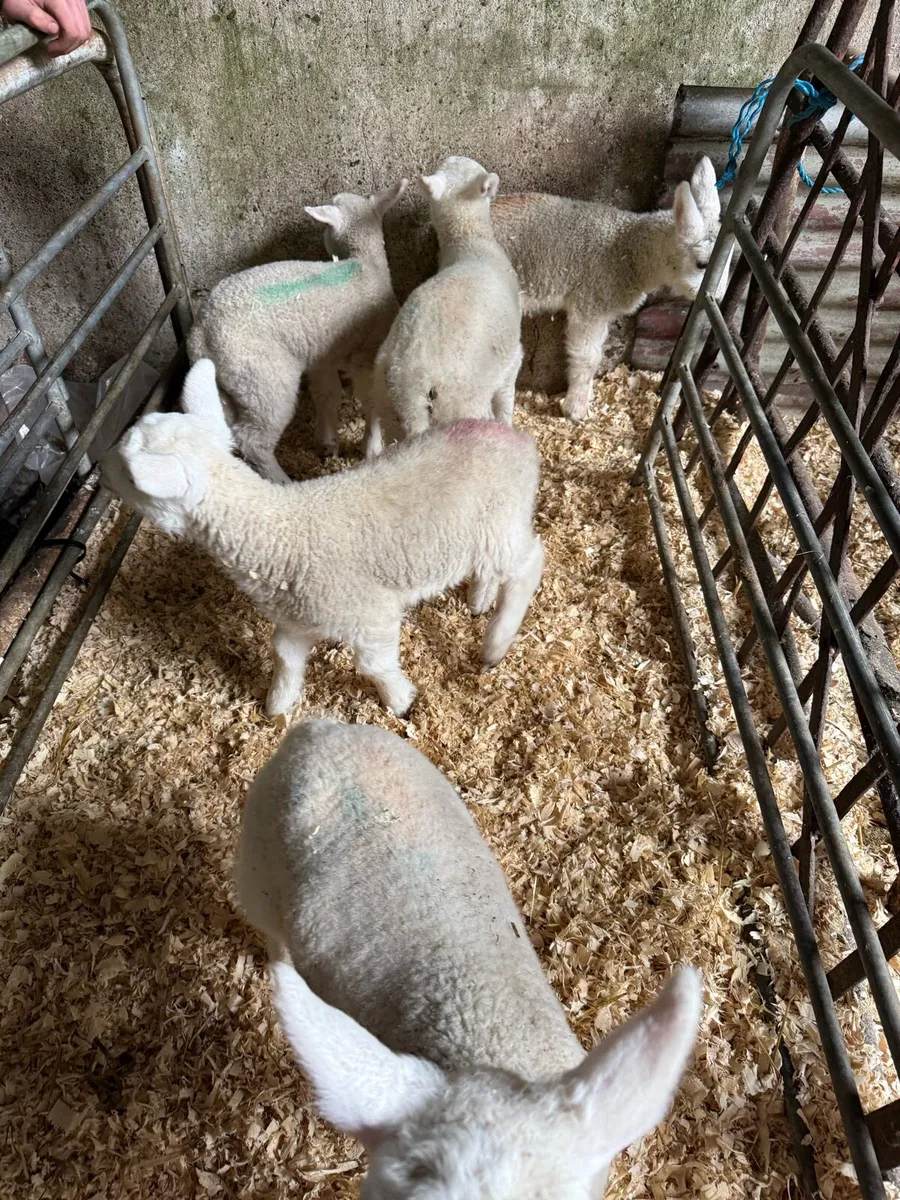 Pet Lambs - Image 2