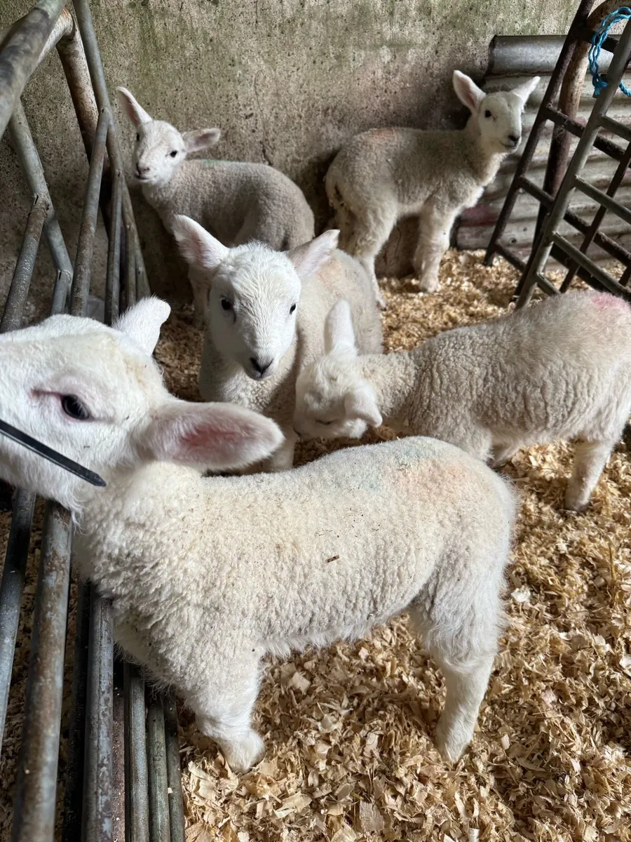 Pet Lambs - Image 1