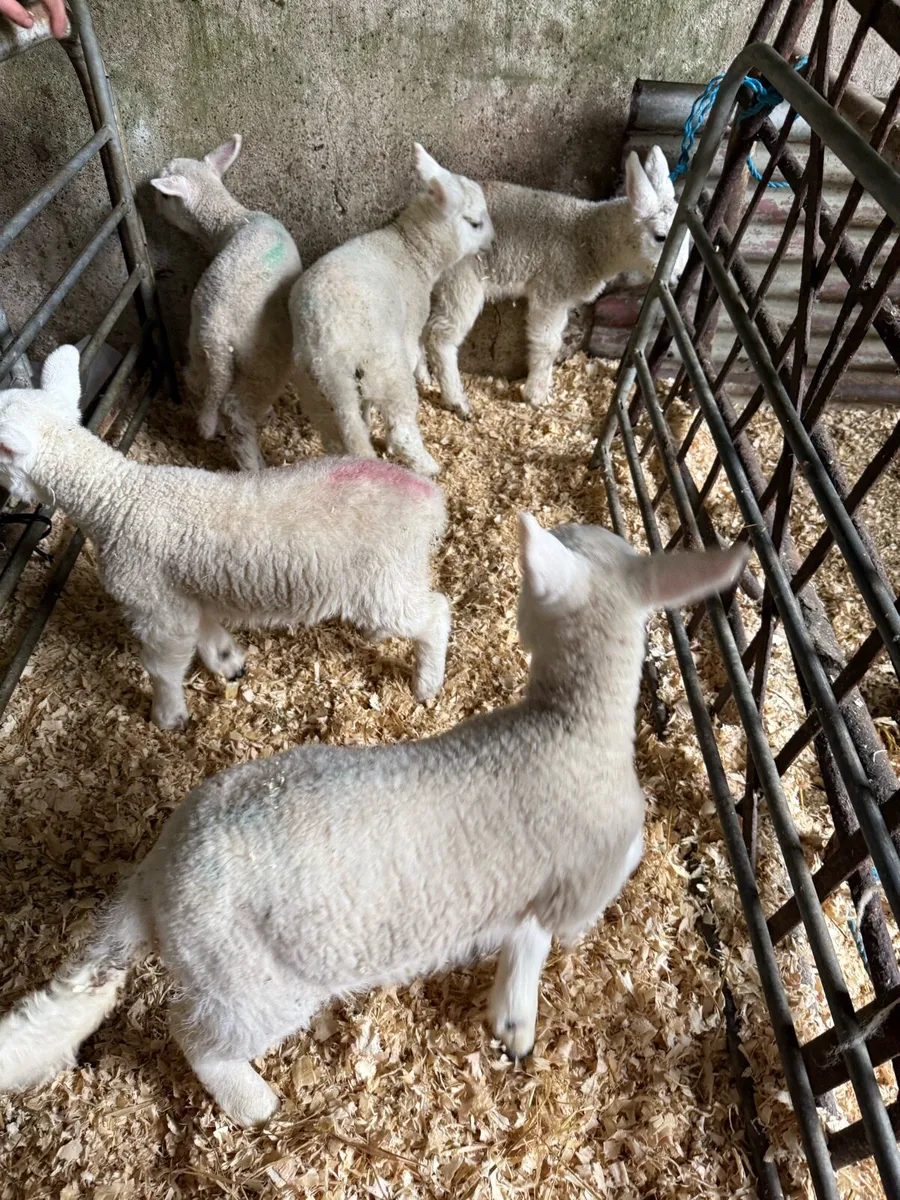Pet Lambs - Image 4