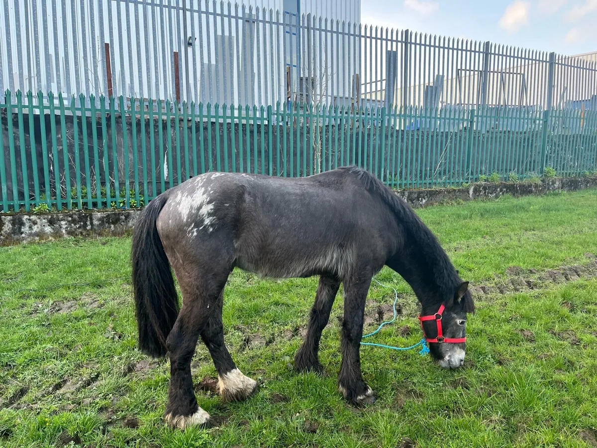 10 year old appolosa stallion - Image 1