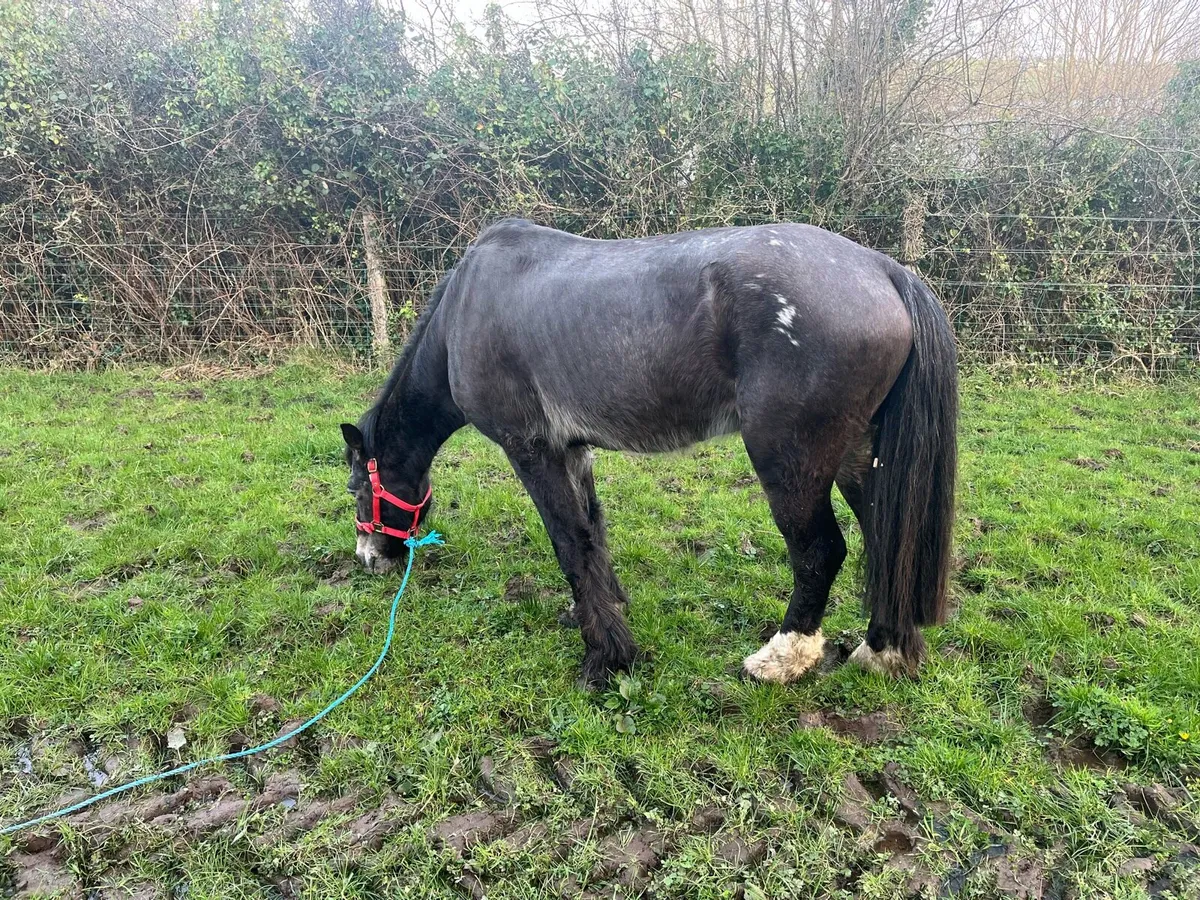 10 year old appolosa stallion - Image 2