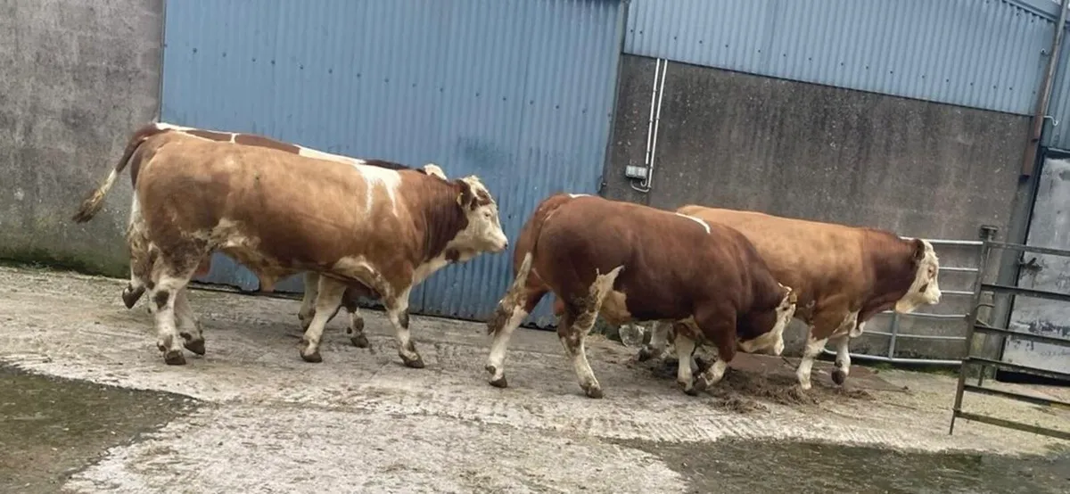 Simmental bulls - Image 2