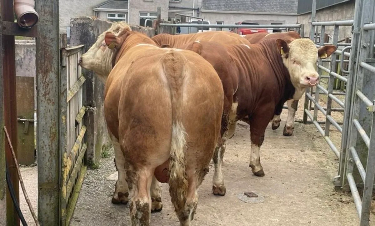 Simmental bulls - Image 3