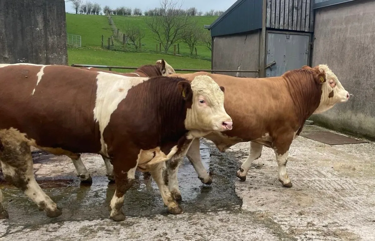 Simmental bulls - Image 1