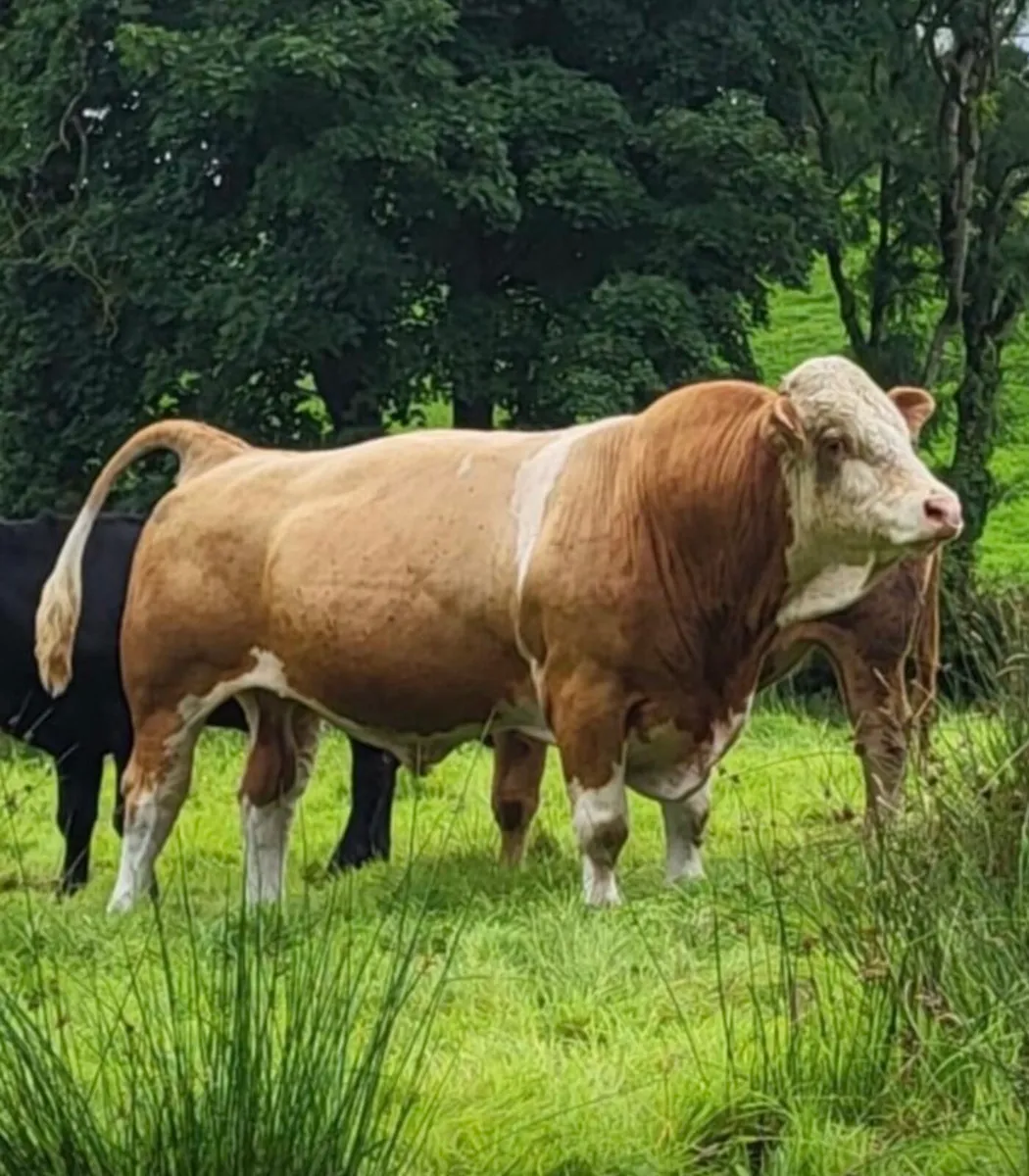 Simmental bulls - Image 4