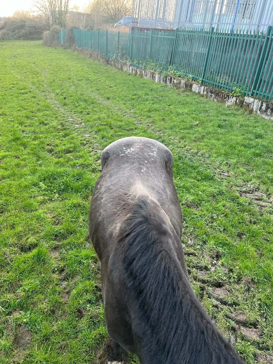 10 year old appolosa stallion - Image 3