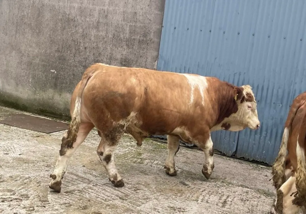 Simmental bulls - Image 4