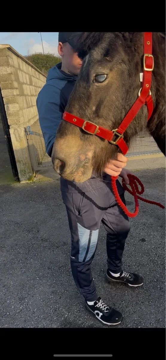 10 year old appolosa stallion - Image 4