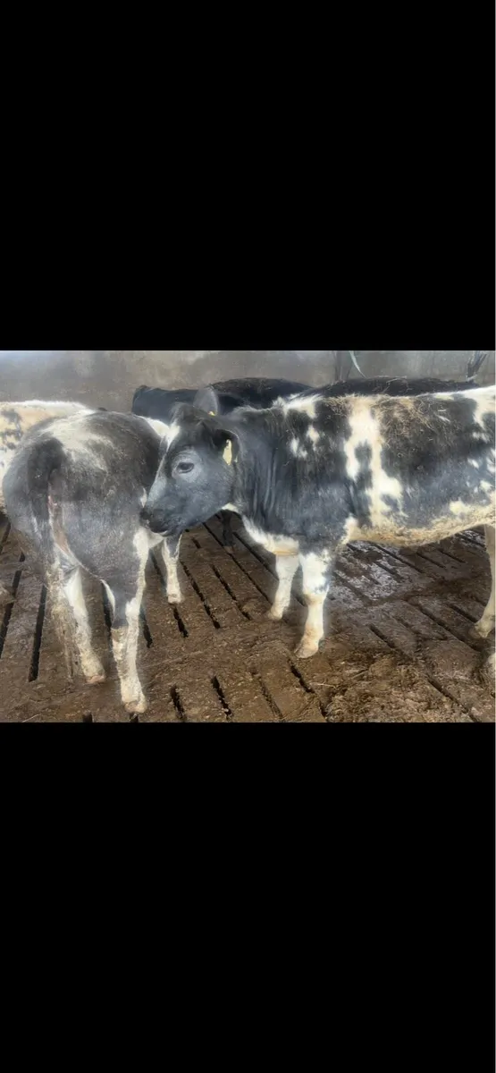 Yearling Heifers for sale - Image 1