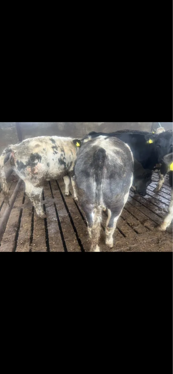 Yearling Heifers for sale - Image 2