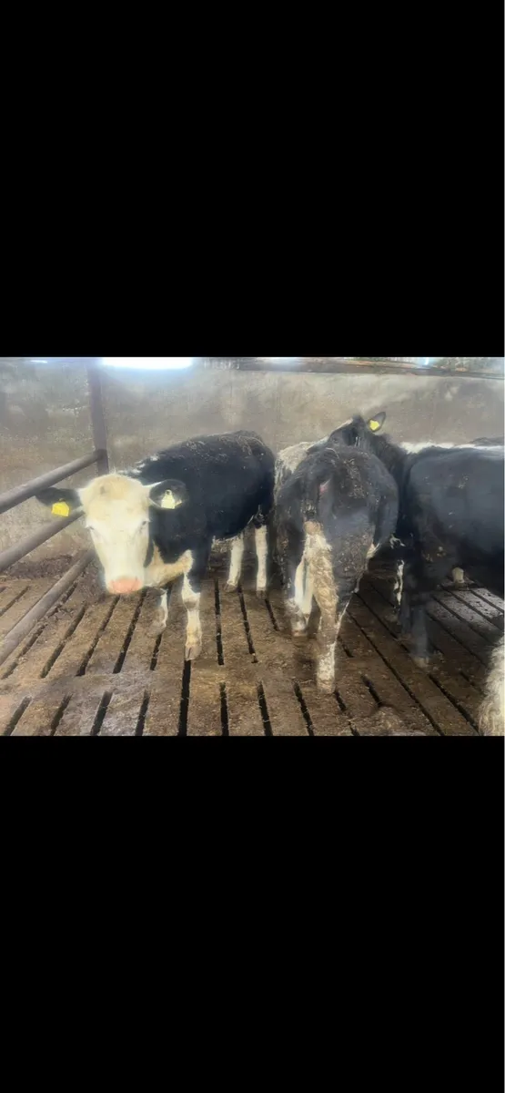 Yearling Heifers for sale - Image 3