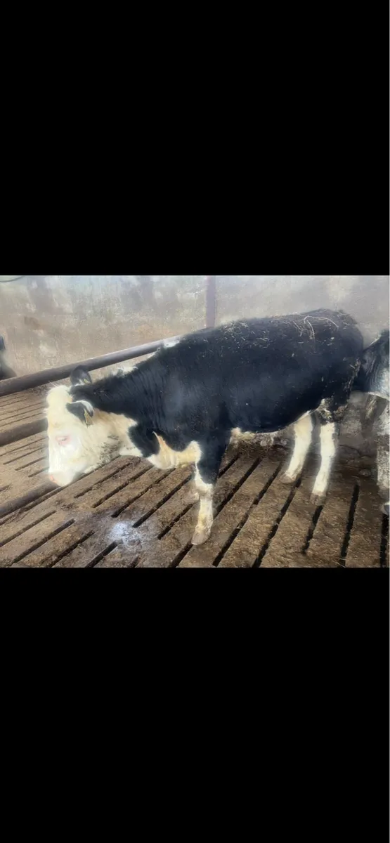 Yearling Heifers for sale - Image 4