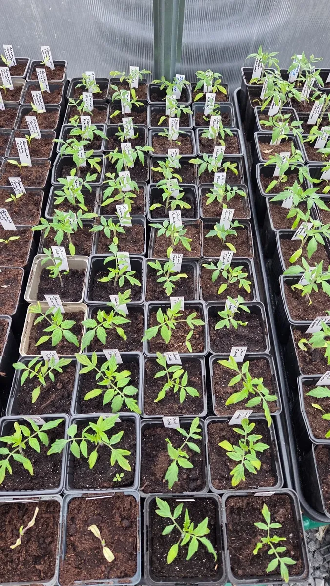 Tomato Plants - Image 2