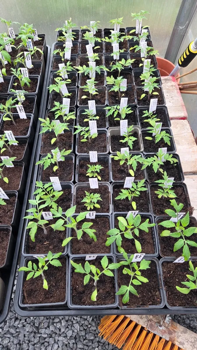 Tomato Plants - Image 3