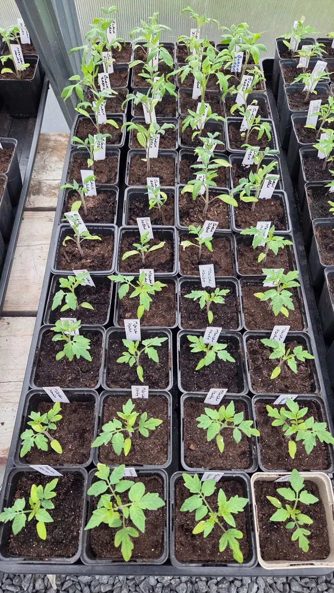 Tomato Plants - Image 4
