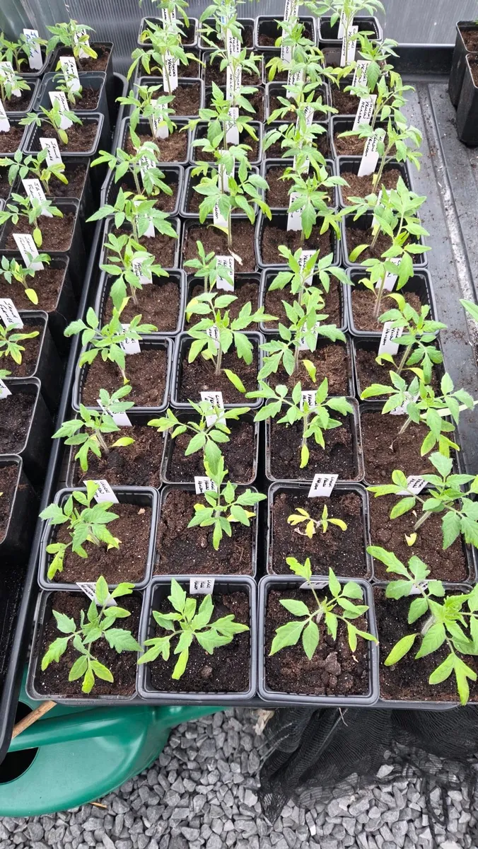 Tomato Plants - Image 1