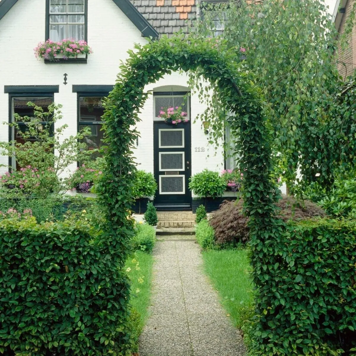 Wet Garden Hedging... Hornbeam 2/3ft 150 euro per