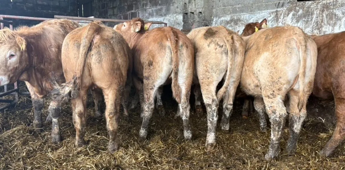 Charolais & Limousine Heifers - Image 2