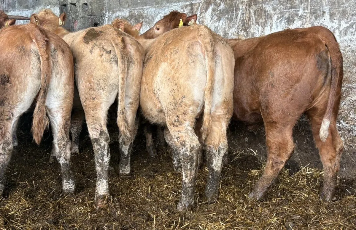 Charolais & Limousine Heifers - Image 3