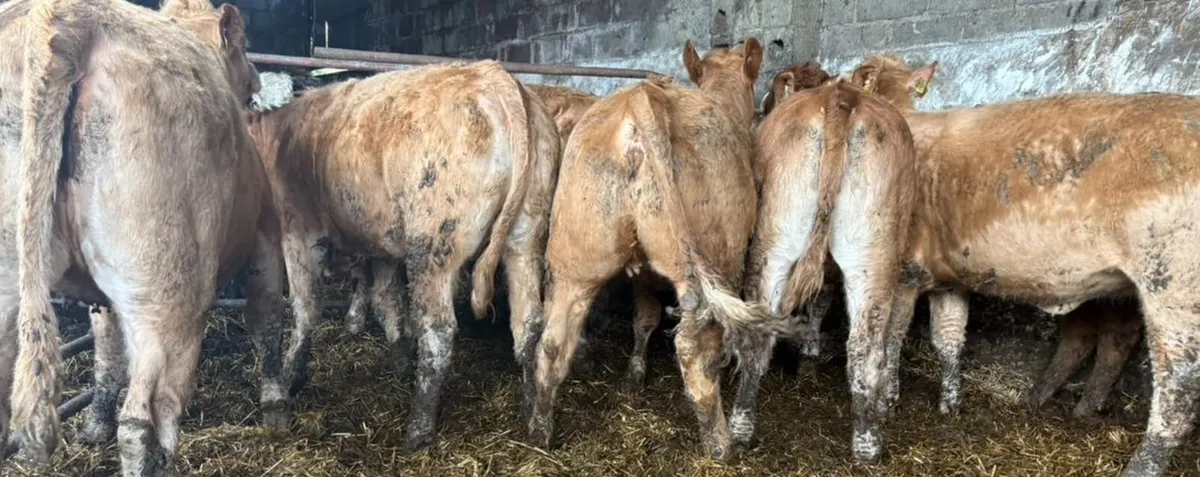 Charolais & Limousine Heifers - Image 1
