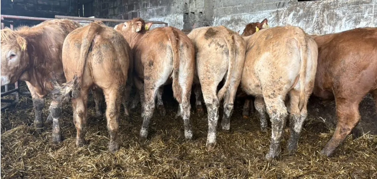 Charolais & Limousine Heifers - Image 4