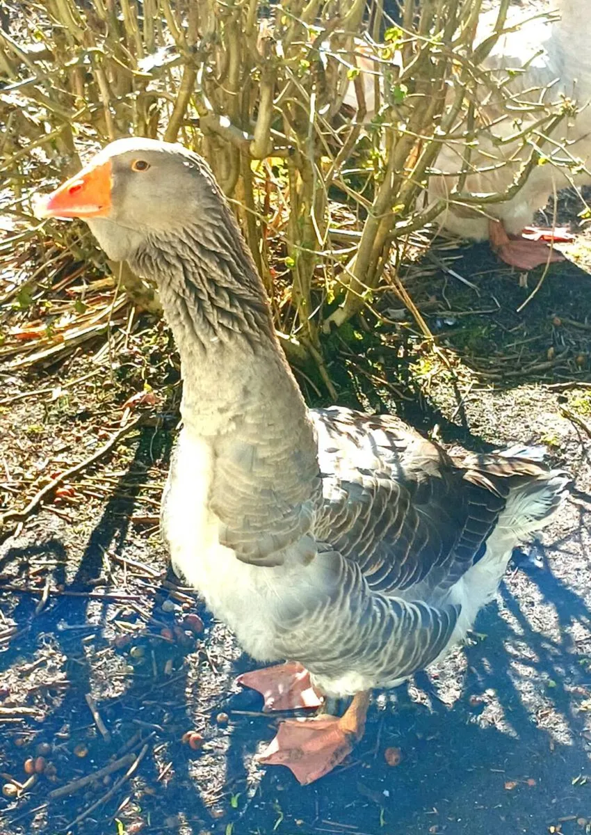 Toulouse geese - Image 4