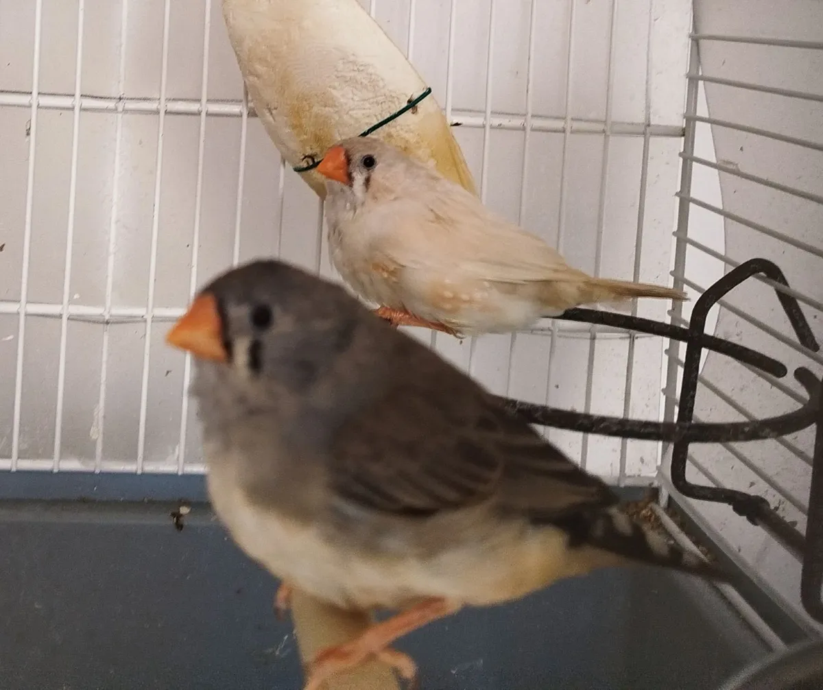 Zebra finhes ---GONE--- - Image 3