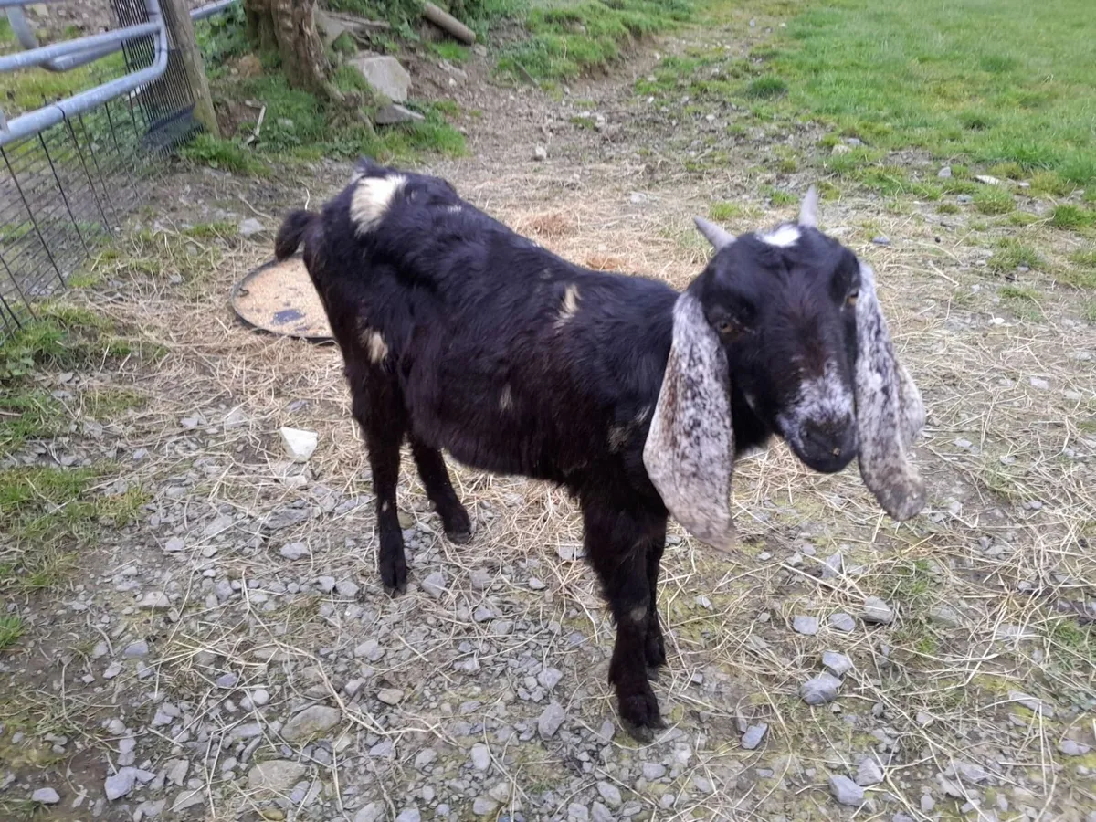 Nubian Kids - Image 1