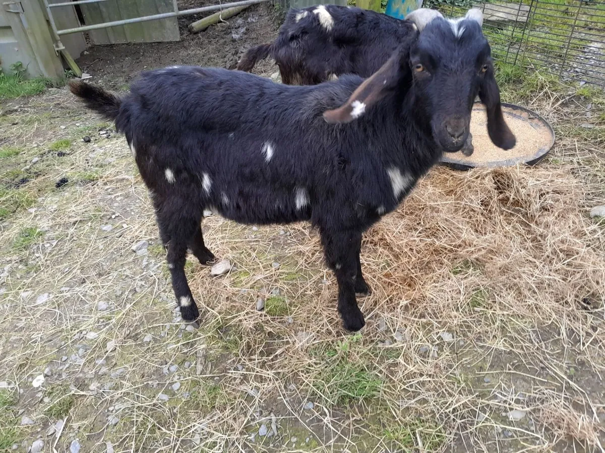 Nubian Kids - Image 2