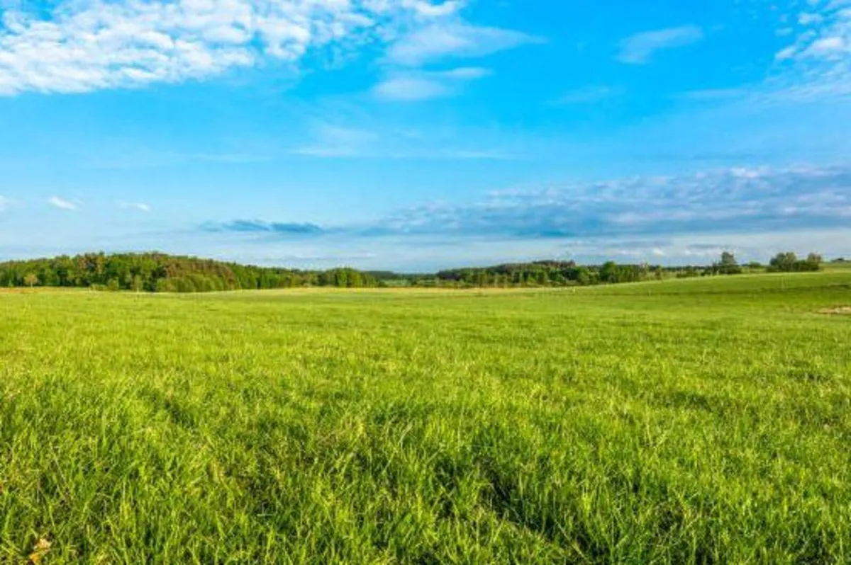 Grazing B & B grassland available