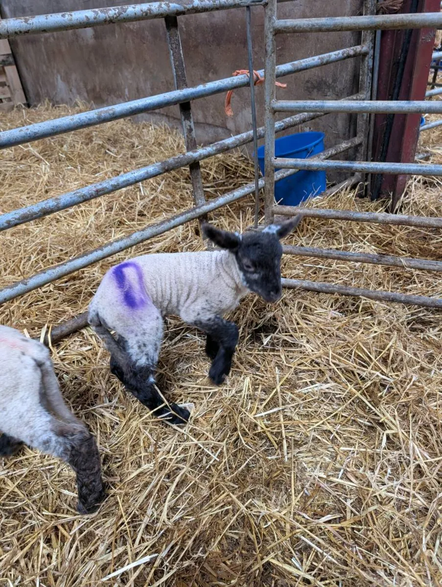 Pet lambs - Image 4