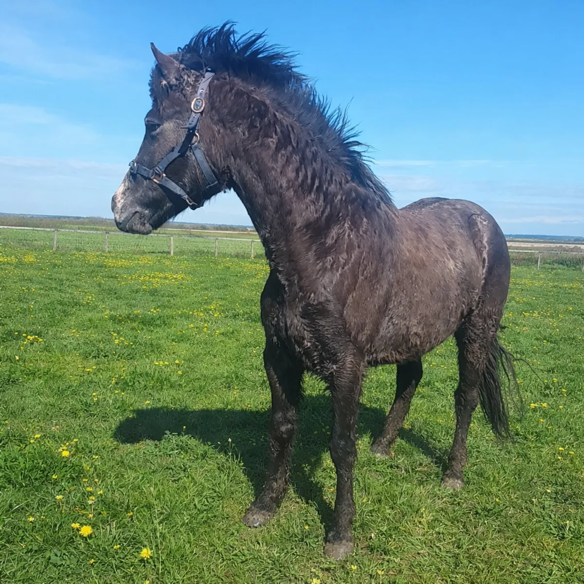 3 year old connie gelding - Image 1
