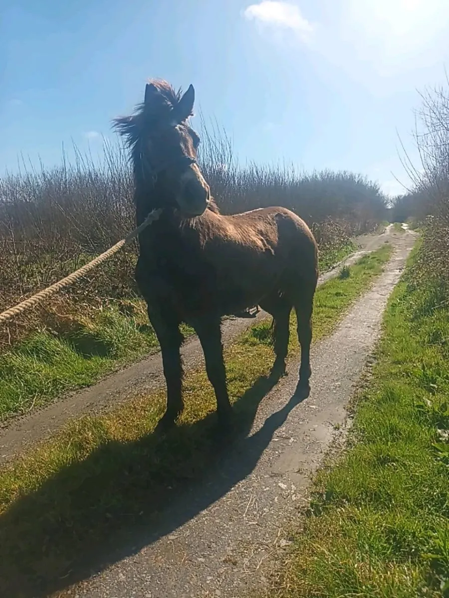3 year old connie gelding - Image 4