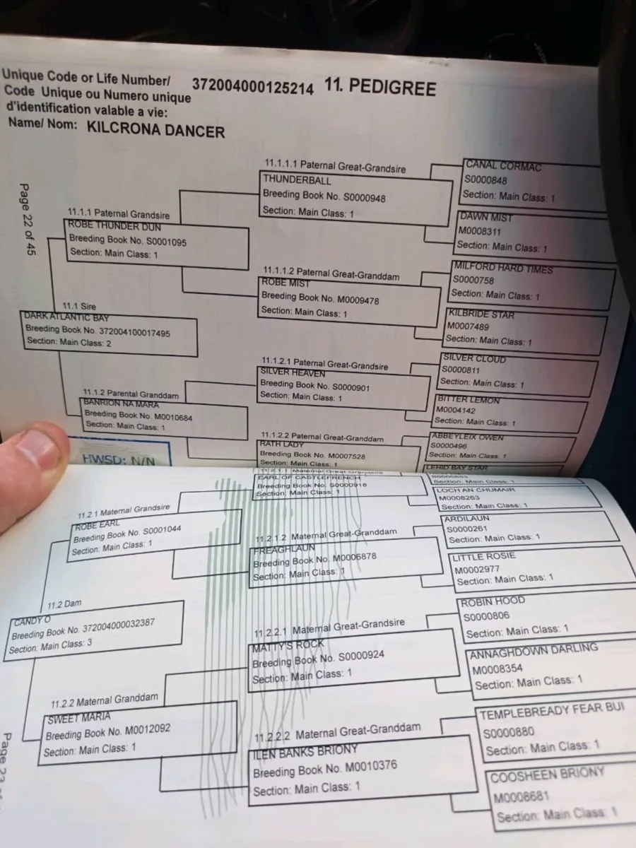 3 year old connie gelding - Image 2